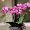 Belisimo Mini Pembe Orkide