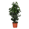 Ficus Benjamin Bitkisi