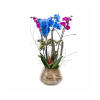 Mavi Pembe Orkide