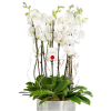 Metal Saksıda 8 Dal Beyaz Orkideler
