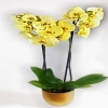 Phalaenopsis Sarı Orkide